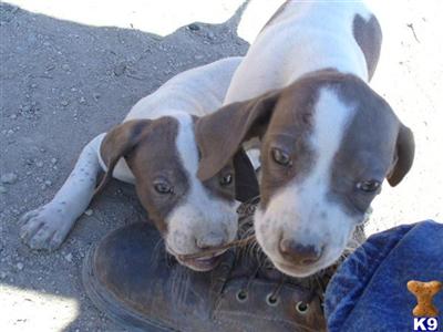 Elhew bred English Pointers